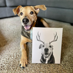 Elk Antlers Pet Portrait